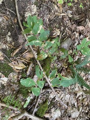 Uvularia grandiflora