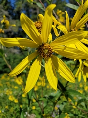 Helianthus giganteus