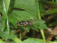 Platycheirus albimanus