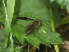 Platycheirus albimanus