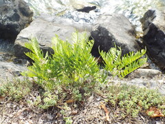 Polypodium vulgare
