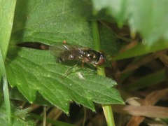 Platycheirus albimanus