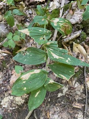 Uvularia grandiflora
