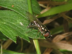 Platycheirus albimanus