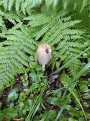 Coprinaceae