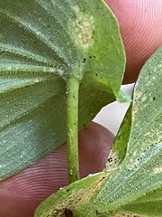 Uvularia grandiflora