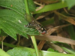 Platycheirus albimanus