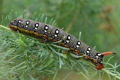 Hyles euphorbiae