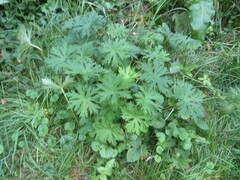 Geranium pratense