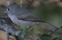 Baeolophus inornatus