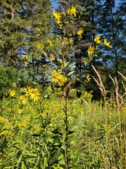 Helianthus giganteus