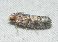 Eucopina tocullionana