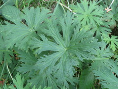 Geranium pratense