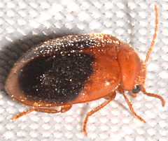 Prionocyphon discoideus