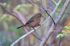 Coryphospingus cucullatus