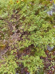 Juniperus