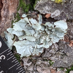 Parmotrema hypotropum