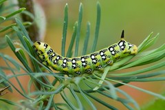 Hyles euphorbiae