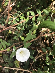 Calystegia
