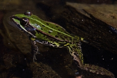 Pelophylax