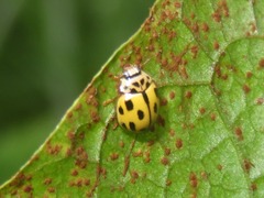 Propylea quatuordecimpunctata