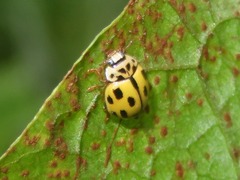 Propylea quatuordecimpunctata