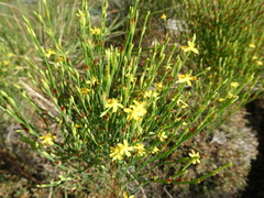 Hypericum gentianoides