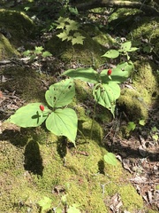 Trillium undulatum