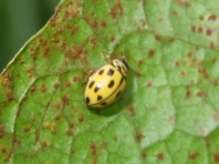 Propylea quatuordecimpunctata