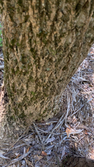 Phellodendron amurense