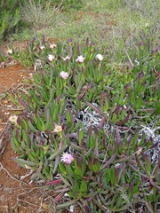 Carpobrotus mellei