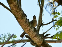 Turdus amaurochalinus