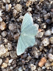 Chlorochlamys phyllinaria