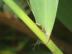 Anisosticta novemdecimpunctata