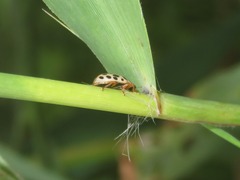 Anisosticta novemdecimpunctata