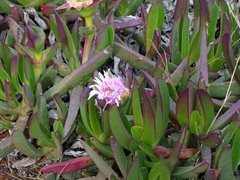 Carpobrotus mellei