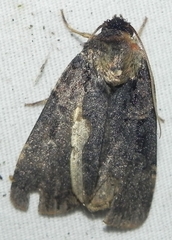 Pseudohermonassa bicarnea