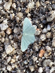 Chlorochlamys phyllinaria