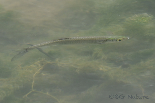 Buyr sawbelly (Hemiculter leucisculus) — Cyprinidae — 3