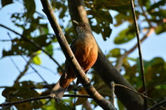 Turdus rufiventris