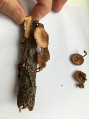 Collybiopsis subnuda
