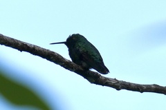 Chlorostilbon mellisugus