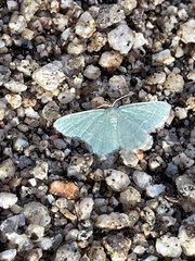 Chlorochlamys phyllinaria