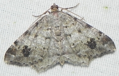 Macaria pinistrobata