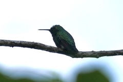 Chlorostilbon mellisugus