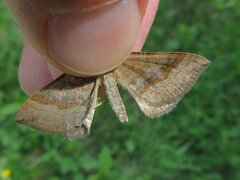 Scotopteryx chenopodiata