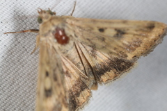Heliocheilus paradoxus