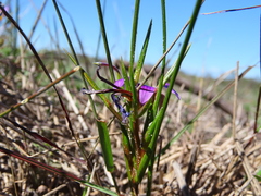 Romulea schlechteri
