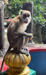 Macaca fascicularis