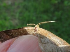 Scotopteryx chenopodiata